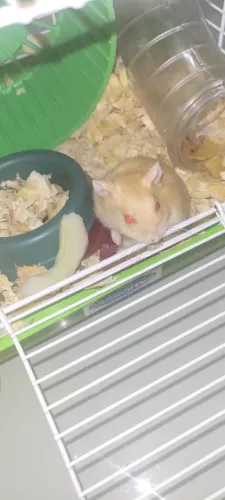 Hamster-chinês