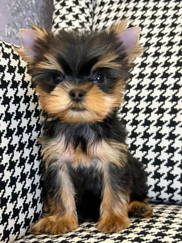 Yorkshire Cachorrinho que faz você querer continuar olhando