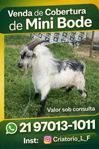 Cobertura mini bode 