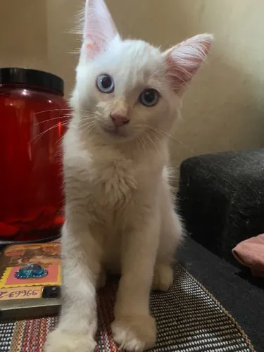 Gatinho para adoção 