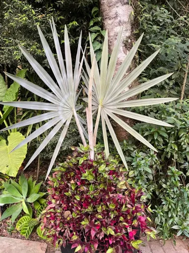 Palmeira Azul - Bismarckia Nobilis