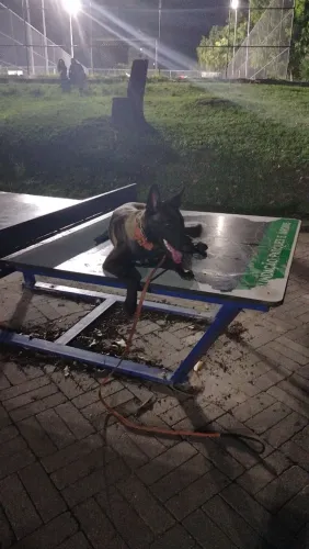 Adestramento Canino!! Vamos Condicinar Seu cão Bons comportamento!!! CT ? Treinamento ! 