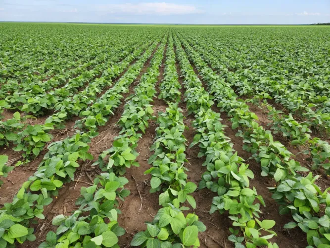 R$450 Milhões Fazenda de 15.400 hectares em Bom Jesus-Piauí