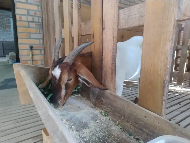 Cabra, Bode e cabritos para venda