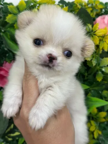 Chihuahua fêmea disponível