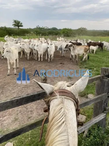 Fazenda à Venda em Feira de Santana-BA, Bairro Humildes: 2 quartos, 2 salas, 3 banheiros, 