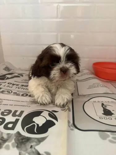 Filhote Shih Tzu, Uma amizade verdadeira começa com um filhotinho!
