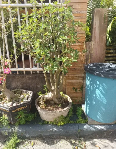 Vendo Rosa do deserto gigante 