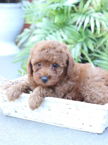 Poodle red pequeno e educado