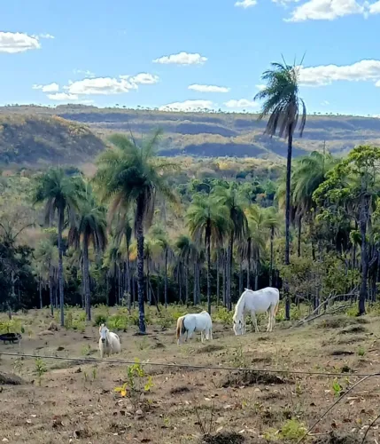 Vendo Puro Sangue Árabes cavalos adusltos domados potros e potras s/ registro
