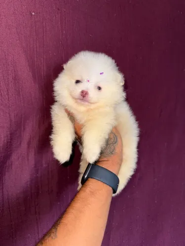 Lulu da pomerania anão fêmea