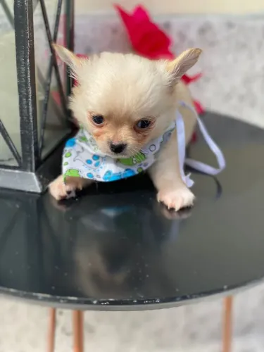 Chihuahua Macho Pêlo longo