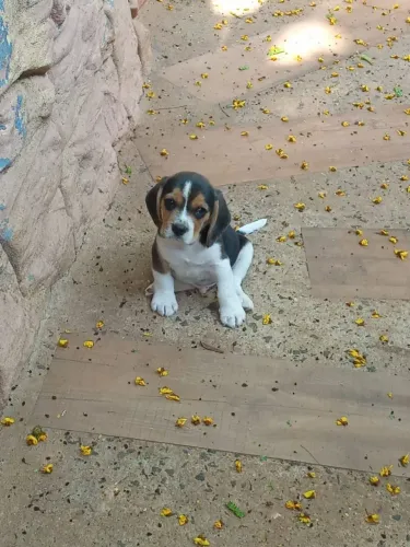 Beagle tricolor disponível 