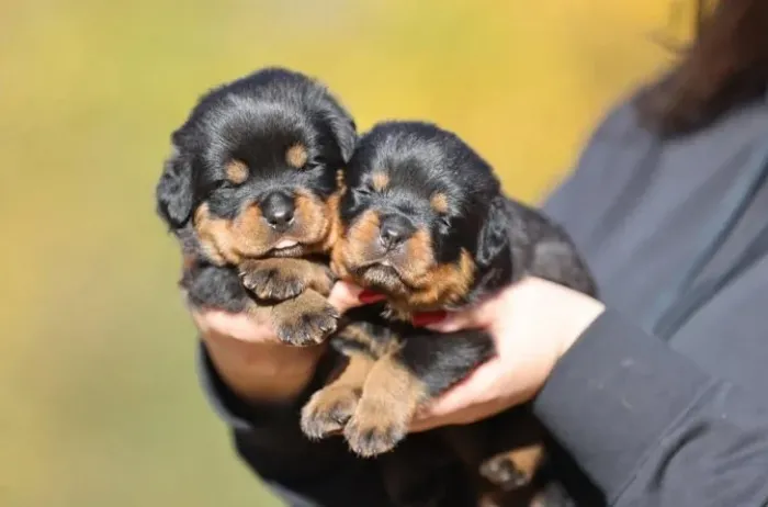 Filhotes de Rottweiler | Fofura e amor em abundância!