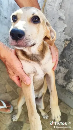 Cachorras para doação