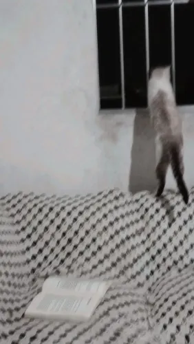 d o a n do meu gato