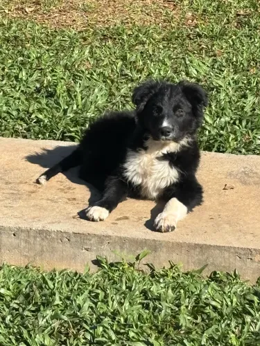 Boder collie