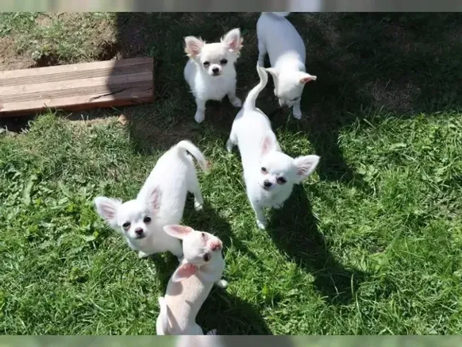 Cachorro filhote muito dócil e sociável Chihuahua