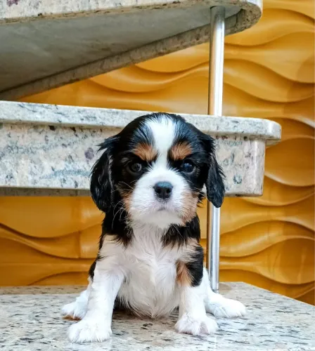Cavalier king charles