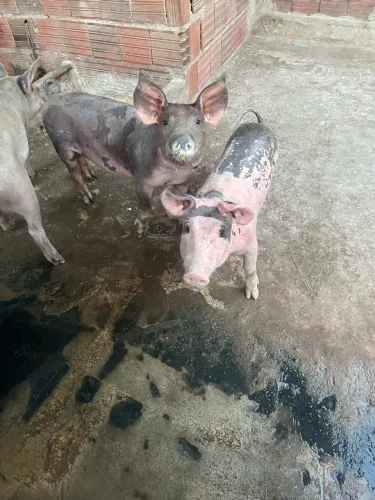 Vende-se bacorotas 