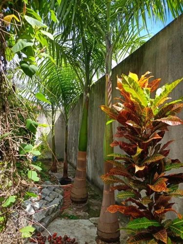 Plantas Imperiais
