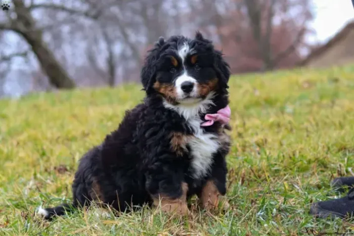 Bebezinho bernese brincalhão e saudável de excelente genética