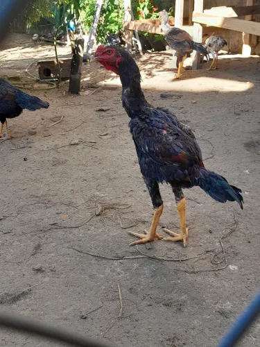 Galinhas