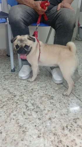 vendo cadela raça Pug