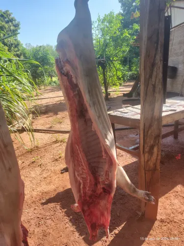 Carne de porco caipira