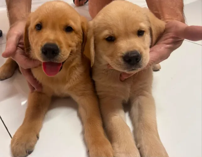 Vendo filhote de Golden Retriver com Labrador 