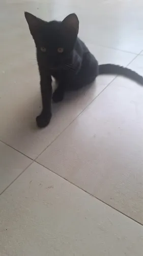 Gatos