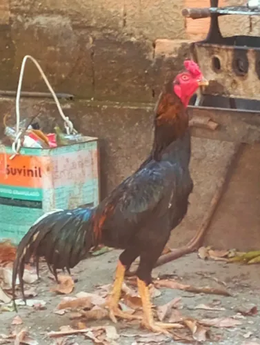Vendo galo indio