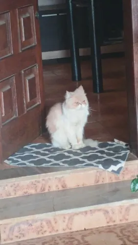 Doando gato perca macho adulto 