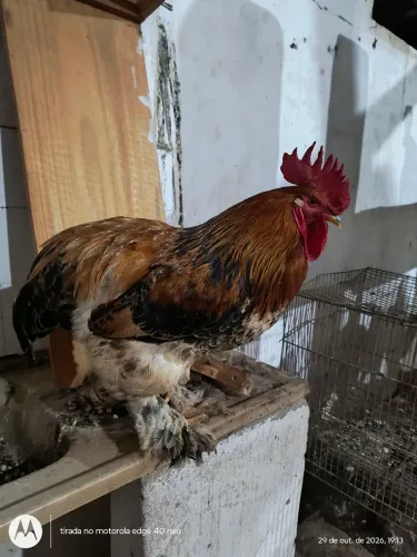 Galo