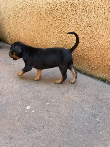 Filhotes para adoção porte medio
