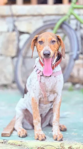 Cachorro Americano Caçador Fêmea 