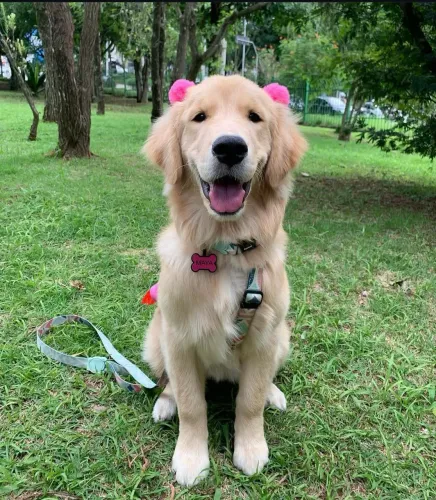 Golden Retriever Fêmea - 3 anos | Adoção Responsável