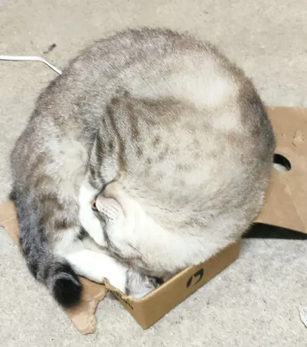 Gato Castrado para Adoção Responsável.