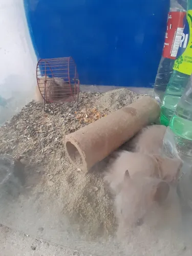 Hamsters Sírios