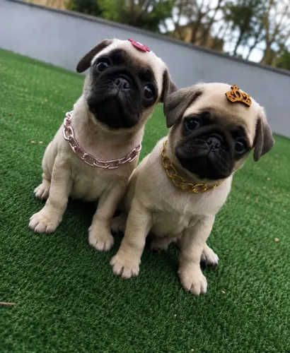 PUG PROMOÇÃO