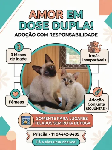 Doação de gatinhas
