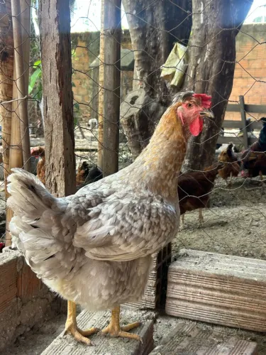 Ovos de Galados Galinha GSB e Brahma sortidos