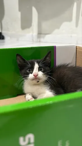 Gata para adoção 