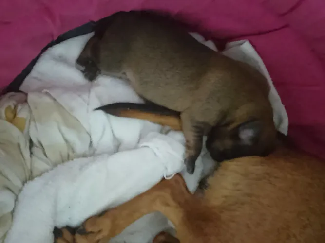 Vendo filhote de Pincher macho 1 mese