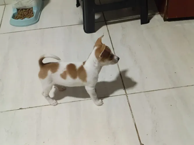 Pintch filhote número 1, vermífuga dos e vacinados ,2 meses e meio 