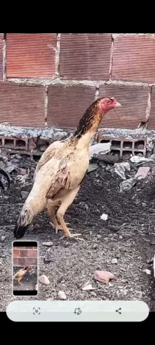 Galinha de raça e com porte grande. Essa galinha veio do interior.