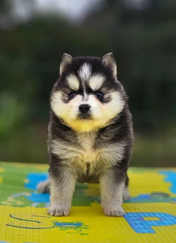 Pomsky 