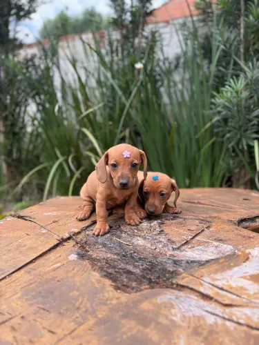 Filhotes Dachshund