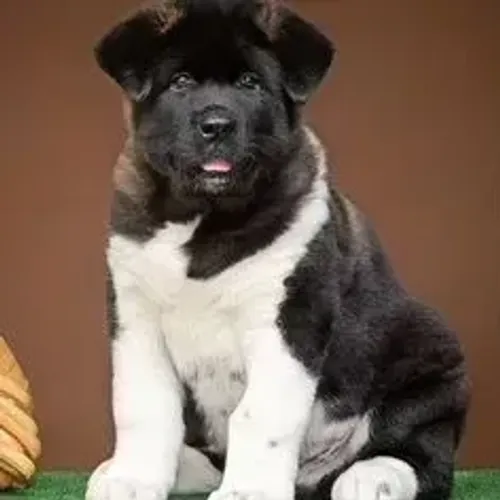 Akita Inu,Akita Inu Filhote de Alta Qualidade com Excelente Temperamento