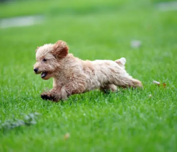 Poodle Toy Mini Elegância em Forma de Cachorro